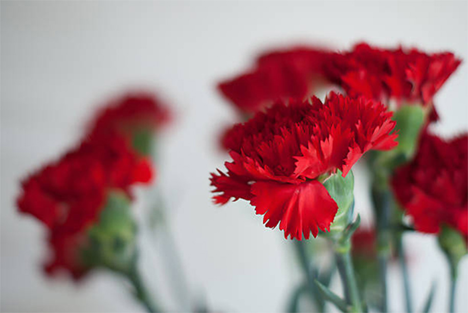 flores ideales para regalar en San Valentín