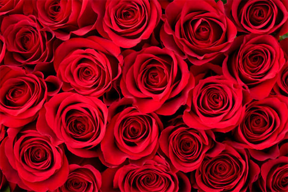 flores ideales para regalar en San Valentín
