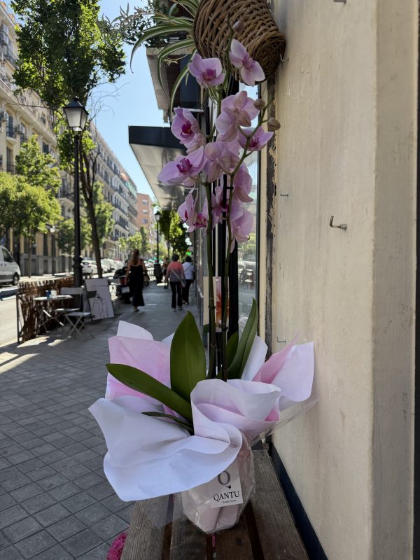 Orquídea Rosa - Imagen 2