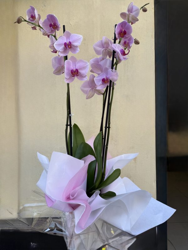 Orquídea Rosa