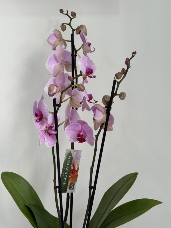 Orquídea Rosa y macetero  de Terracota - Imagen 3
