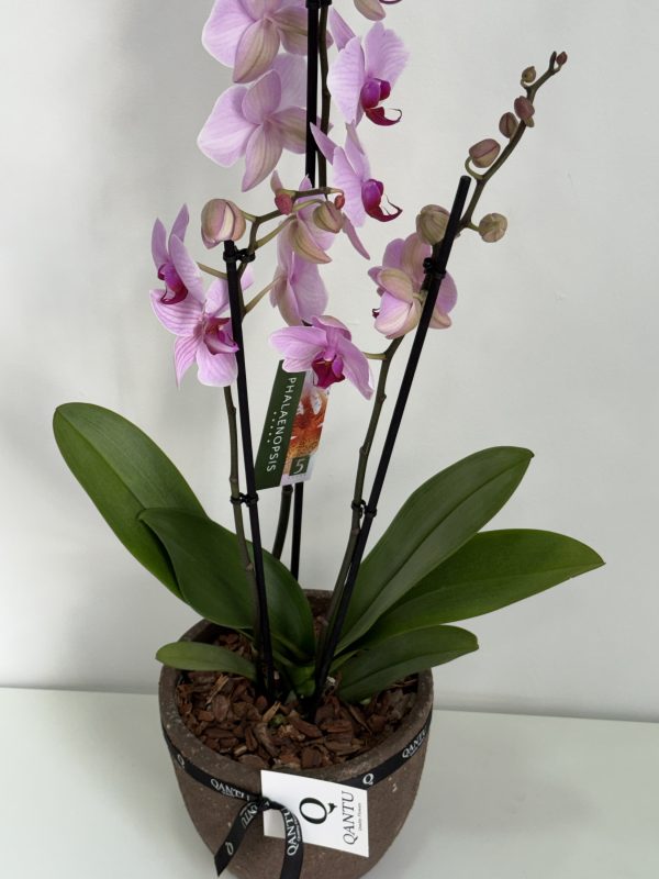 Orquídea Rosa y macetero  de Terracota - Imagen 4