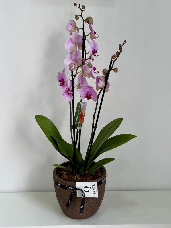 Orquídea Rosa y macetero  de Terracota