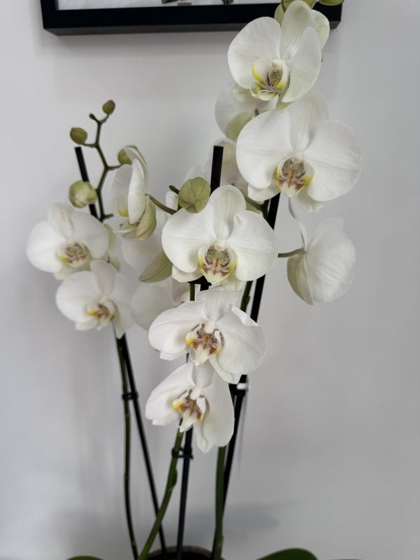 Orquídea Blanca en macetero Terracota - Imagen 2