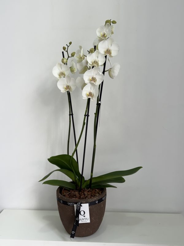 Orquídea Blanca en macetero Terracota