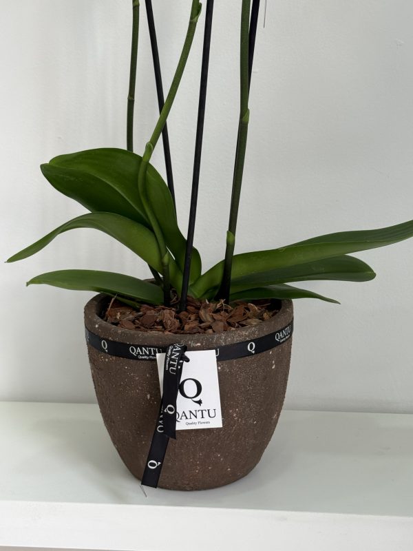Orquídea Blanca en macetero Terracota - Imagen 4
