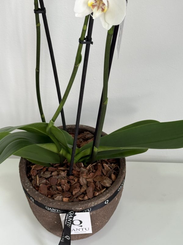 Orquídea Blanca en macetero Terracota - Imagen 3