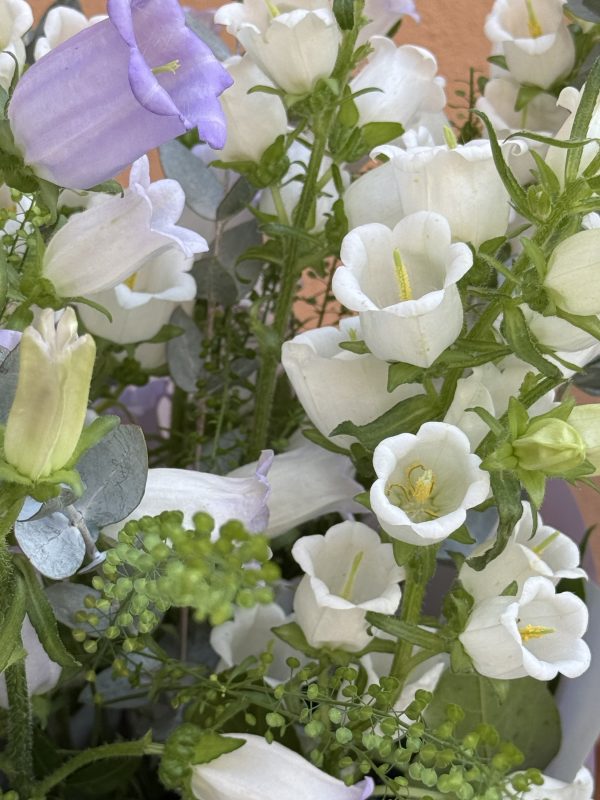 Ramo de Campanula - Imagen 3