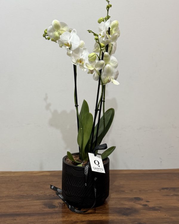 Orquídea Blanca Premium en Maceta Negra