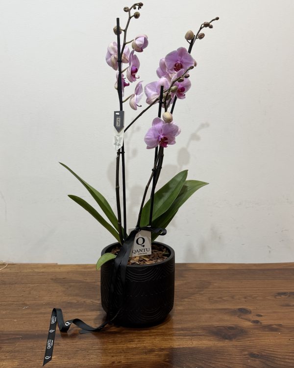 Orquídea Rosa Premium en Maceta Negra
